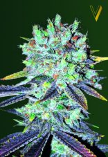 Victory Seeds Original Berry feminisierte Samen