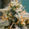 Cannabis Cosmetics & Marijuana Oils (Healing Hemp)
