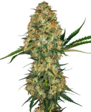 Hindu Kush - feminizovaná semena konopí 10 ks Sensi Seeds