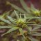 Anatomy of Cannabis: Everything You Should Know