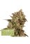 Apollo Black Cherry  - feminizované semená konope HumboldtXSeedstockers, 5 ks