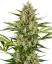 Jack Herer Selbstblühend, 5 Stk, Sensi Seeds