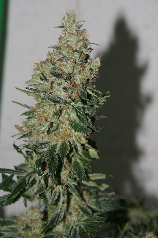 Ice Cool - Nasiona feminizowane 3 szt. Sweet Seeds