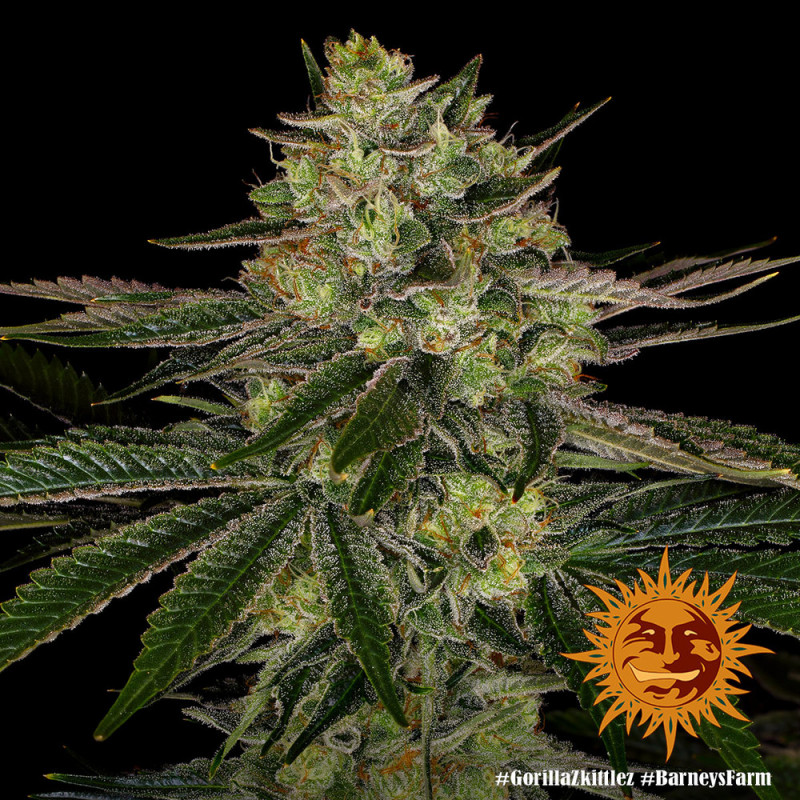 Gorilla Zkittlez - feminizovaná semínka 5 ks, Barney´s Farm