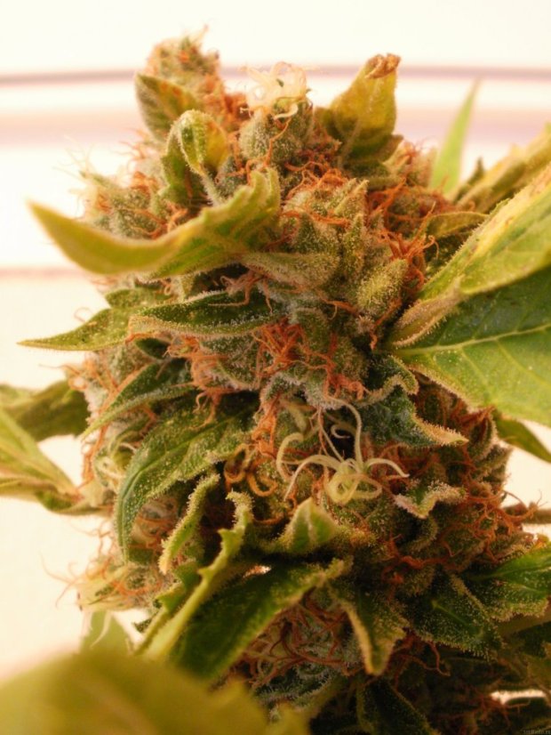 Psicodelicia - Feminisierte Samen 5ks Sweet Seeds
