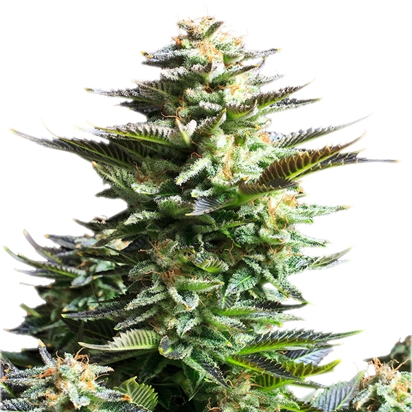 Amnesia Haze - feminizované semienka 3 ks Royal Queen Seeds