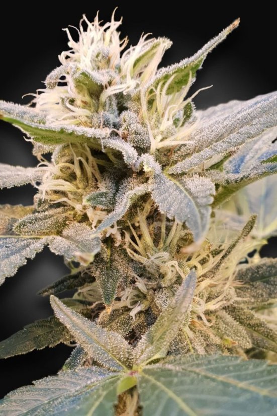 CBDelight - feminizovaná semínka 5ks Paradise Seeds