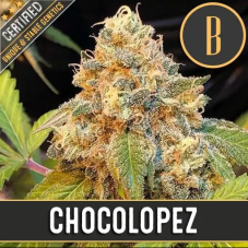 Blimburn Seeds Chocolopez feminizované semená, 9 ks