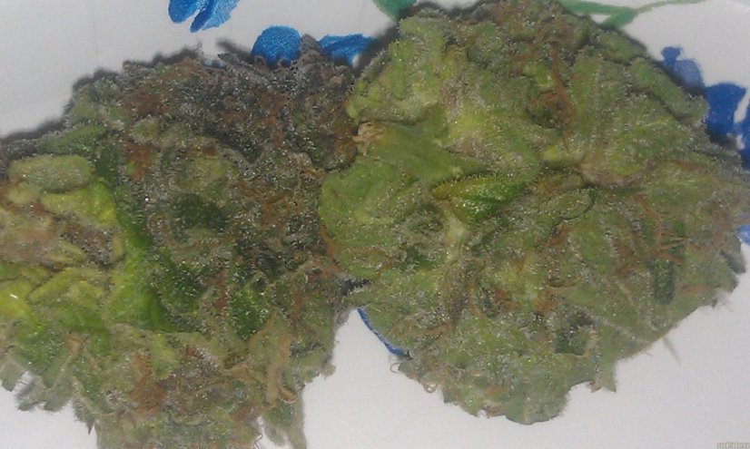 Bubba Kush - feminizovaná semienka 5ks Humboldt
