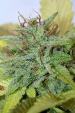 Mamiko Seeds Blueberry Cookies feminizowane nasiona