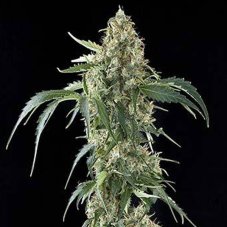White Widow - 10 feminized Dinaf seeds
