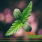 7 Interesting Facts About the Endocannabinoid System
