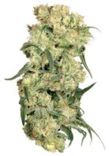 Freddy's Best - feminized seeds 5 pcs Dutch Passion