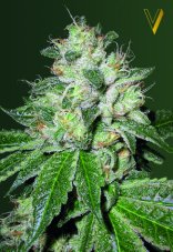 Victory Seeds OG Kush Auto feminizovaná semena