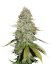 Gorilla Glue feminized seeds 5 pcs Seedstockers