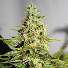 Acapulco Gold - nasiona feminizowane 3 sztuki Barney's Farms