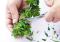 Cutting cannabis: before or after drying?