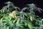Bubba Kush Auto - fem. a autoflowering semienka 5ks Dinafem