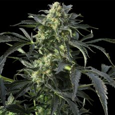 Crimea Blue - nasiona feminizowane 10 szt. Barney's Farms