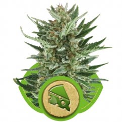 Royal Cheese Automatic - fem. i 10ks Royal Queen Seeds