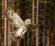 Owls near marijuana farms are dying - We know why