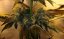 Northern Lights Automatic - feminizovaná a samonakvétací semínka 3ks Sensi Seeds