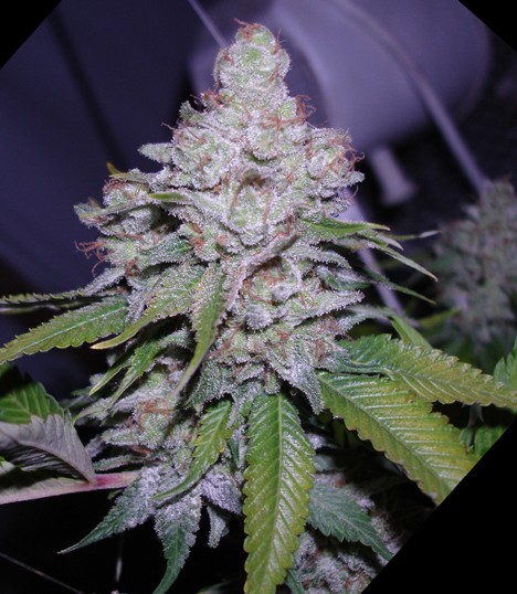 White Berry  - 5 ks feminizovaná semínka Paradise Seeds