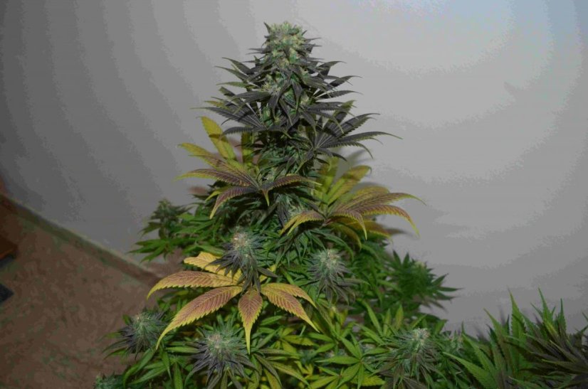 Black Jack Auto – 5 ks autoflowering semínek Sweet Seeds