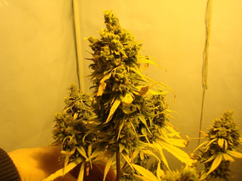 Amnesia Haze - feminizovaná semínka 5 ks Royal Queen Seeds