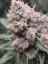 Blueberry Muffin Feminizovaná Semínka - 5