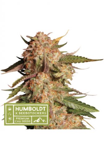 Blue Moby - feminizowane nasiona marihuany HumboldtXSeedstockers 5 szt.