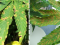Septoria Leaf Spot vs. Calcium Deficiency in Cannabis Plants: How Do They Differ?
