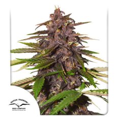 Auto Forbidden Cherry - autoflowering semená 3ks, Dutch Passion