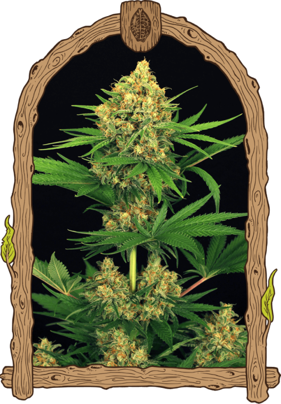 Tengerine Kush - feminizované semená, 10 ks, Exotic Seed