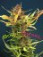 Sour Diesel Auto - fem. a autoflowering semienka 10ks Dinafem