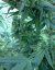 Lost Coast OG - feminizovaná semienka 5ks Humboldt