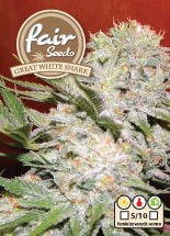 Great White Shark – feminizovaná semínka 5 ks Fair Seeds