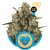 Medical Mass - Feminized Seeds 5 Royal Queen Seeds