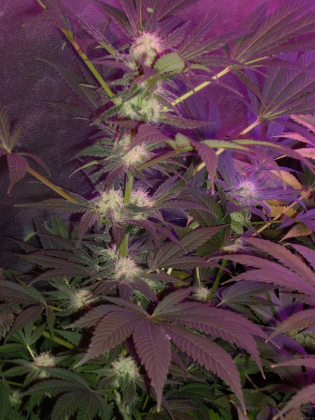Cream Caramel – feminizované semienka 10ks Sweet Seeds