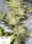 Mr Nice G13 x Hash Plant 10 ks štandardizované feminizované semená Sensi Seeds