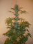 Super Haze - feminisierte 5ks Dutch Passion-Samen