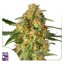 TNT Trichome - feminizovaná semena 8 ks, Super Sativa Seed Club