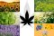 CANNABIS AND COMPANION PLANTS: WHICH ARE THE BEST?