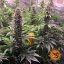 Tropicanna Banana - feminizovaná semená marihuany 10 ks Barney´s Farm