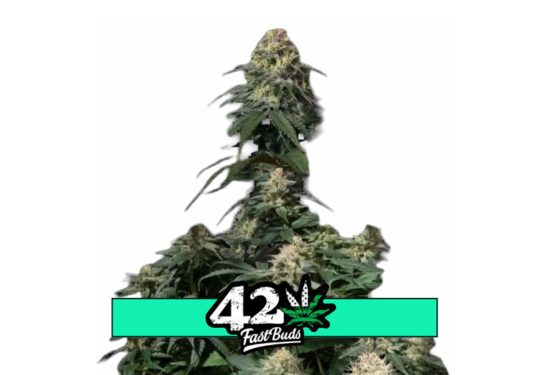 Tropicana Cookies FF - feminisierte Marihuana-Samen 10 Stück Fast Buds