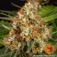 Orange Sherbert - feminizowane nasiona marihuany 10 szt Barney's Farm