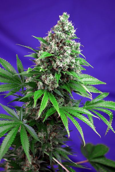 Killer Kush Fast Version - feminizovaná semínka 3ks Sweet Seeds