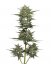 Vanilla Latte Auto - nasiona marihuany autoflowering 3 szt, Humboldt Seed Company