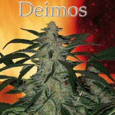 Deimos - feminizované a samonakvétací semínka 10 ks Buddha Seeds