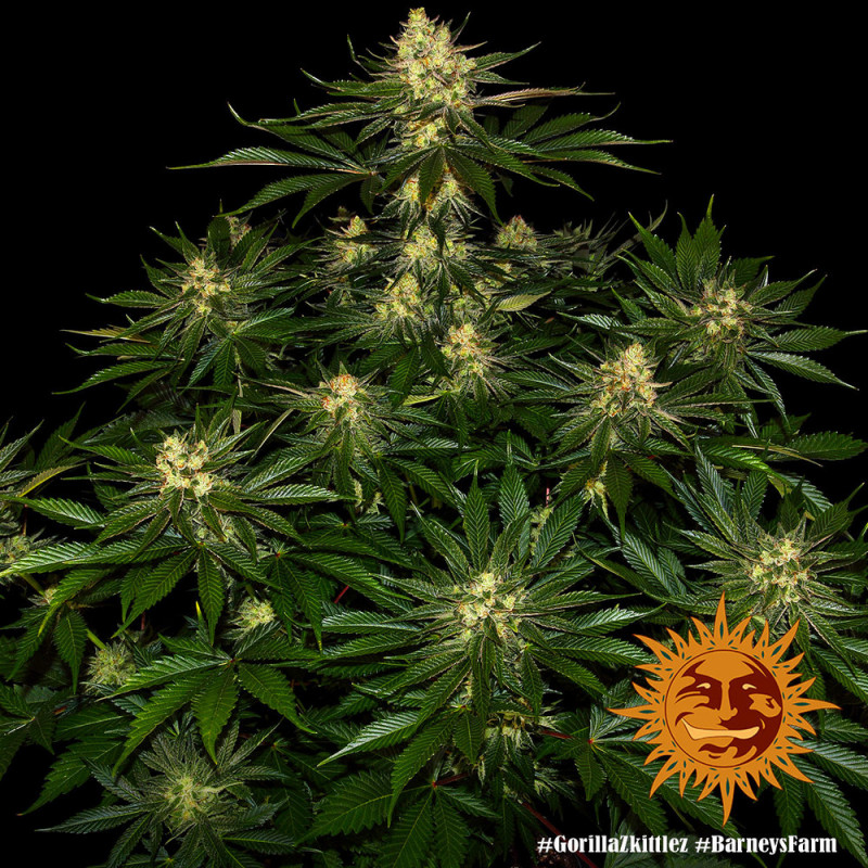 Gorilla Zkittlez - feminizovaná semínka 5 ks, Barney´s Farm